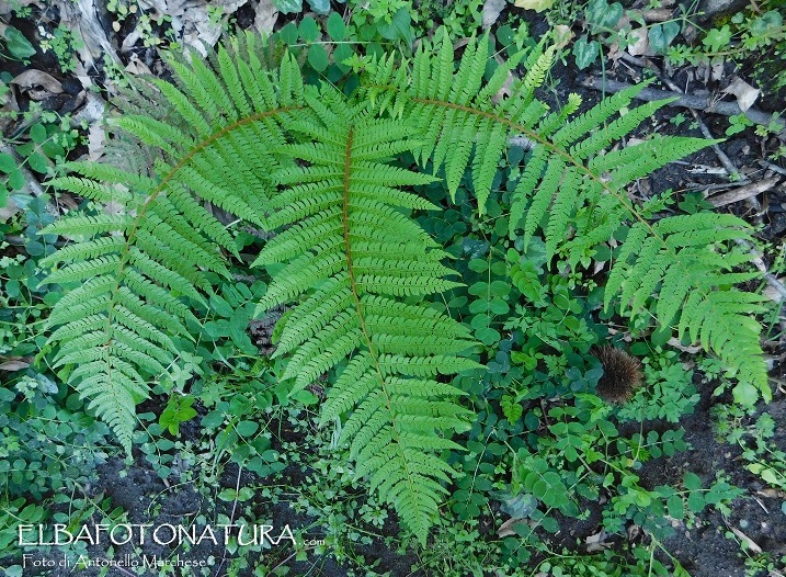 Felce: Dryopteris sp da determinare